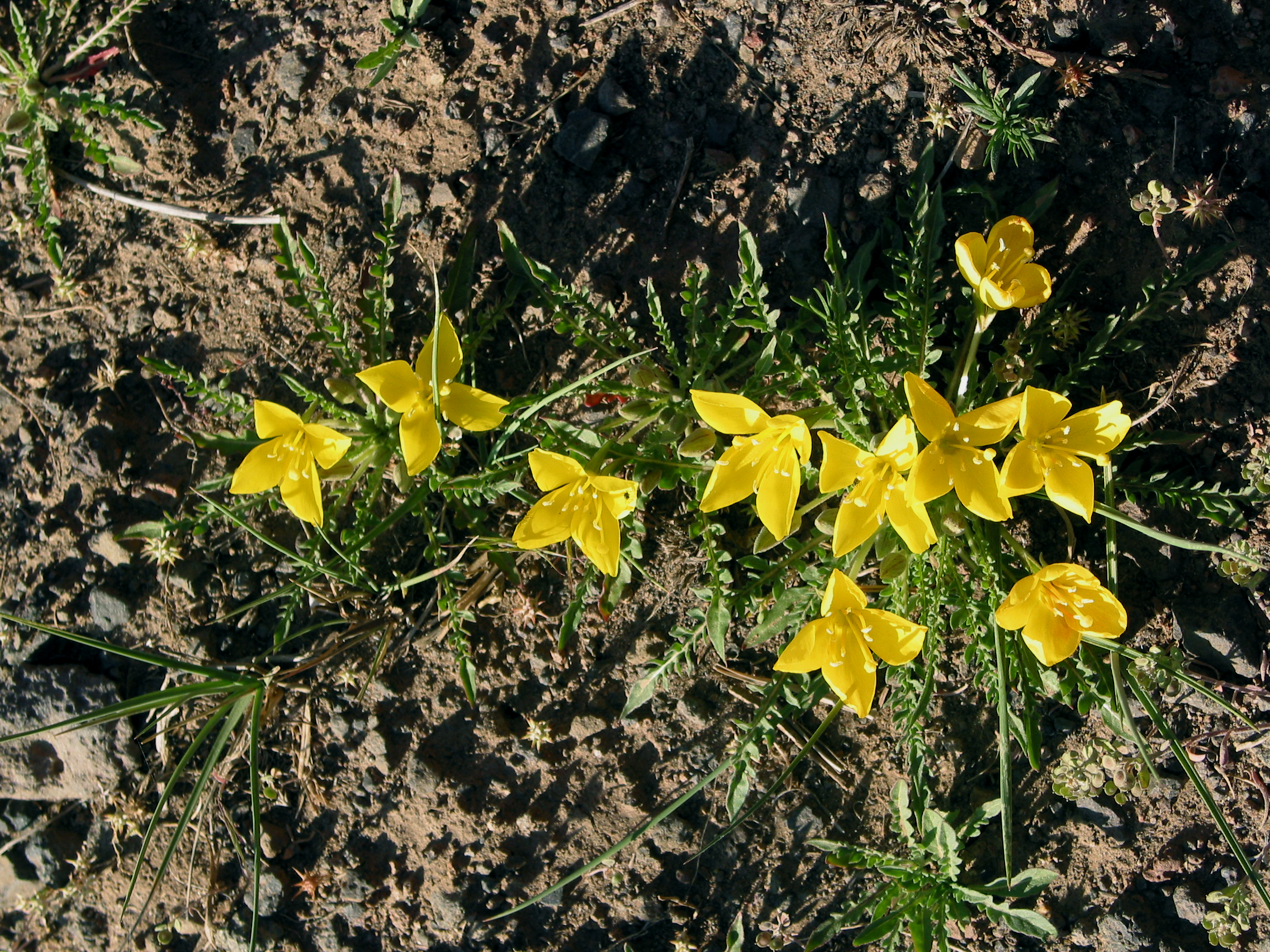 tansey-leaf evening primrose (Oenothera tanacetifolia)